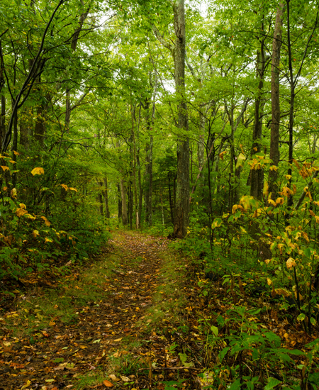 Tyrone Township, Michigan