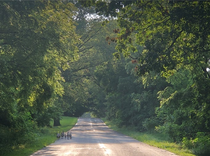 Assyria Township, Michigan
