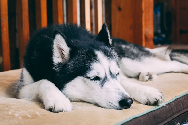 dog-sleeping