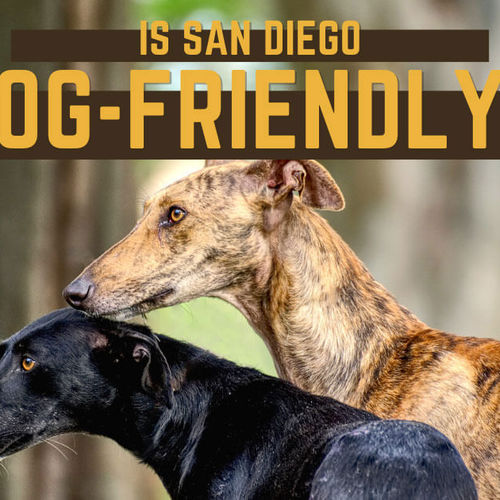 Dog-Friendly San Diego: 9 Things to Do in San Diego With Dogs