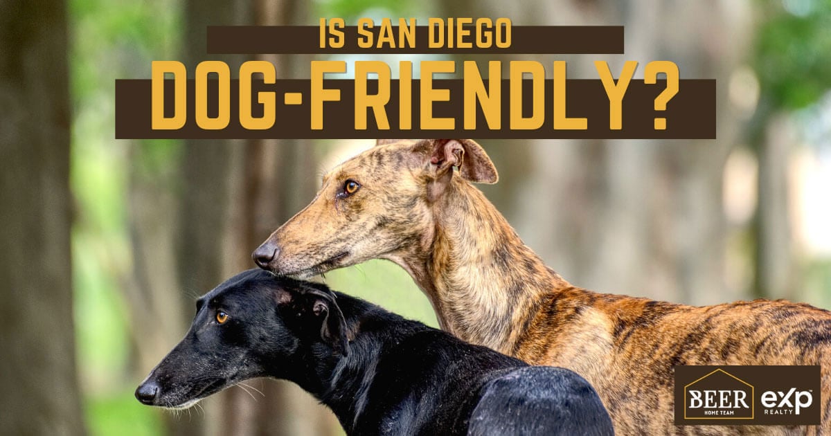 san-diego-dog-friendly
