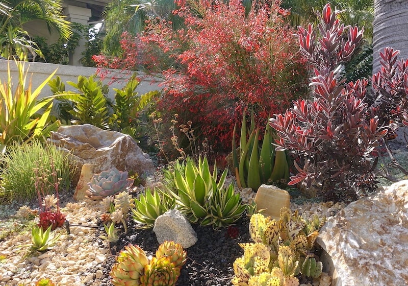 xeriscaping-guide