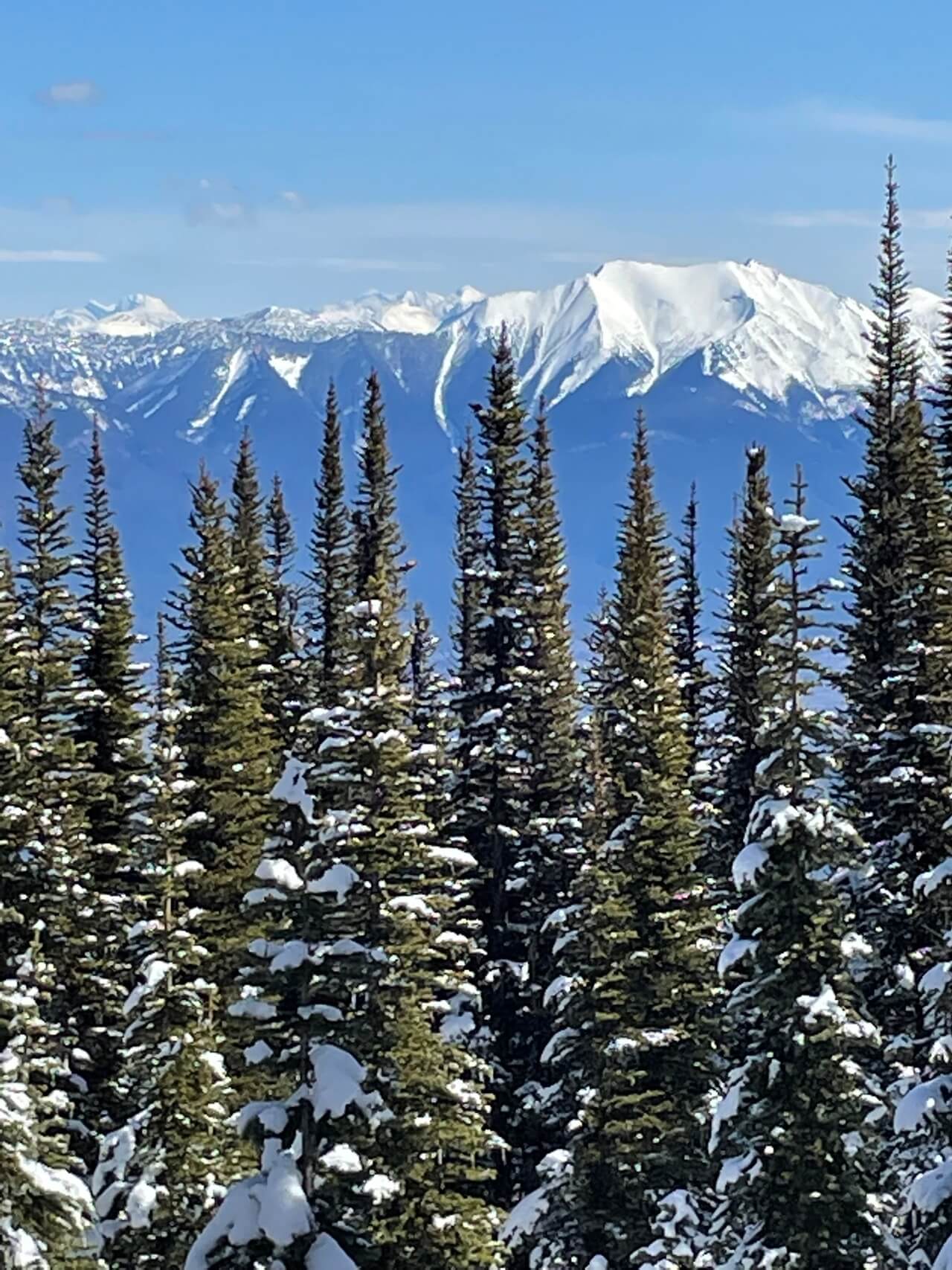 Dedicated Buyer Consultation