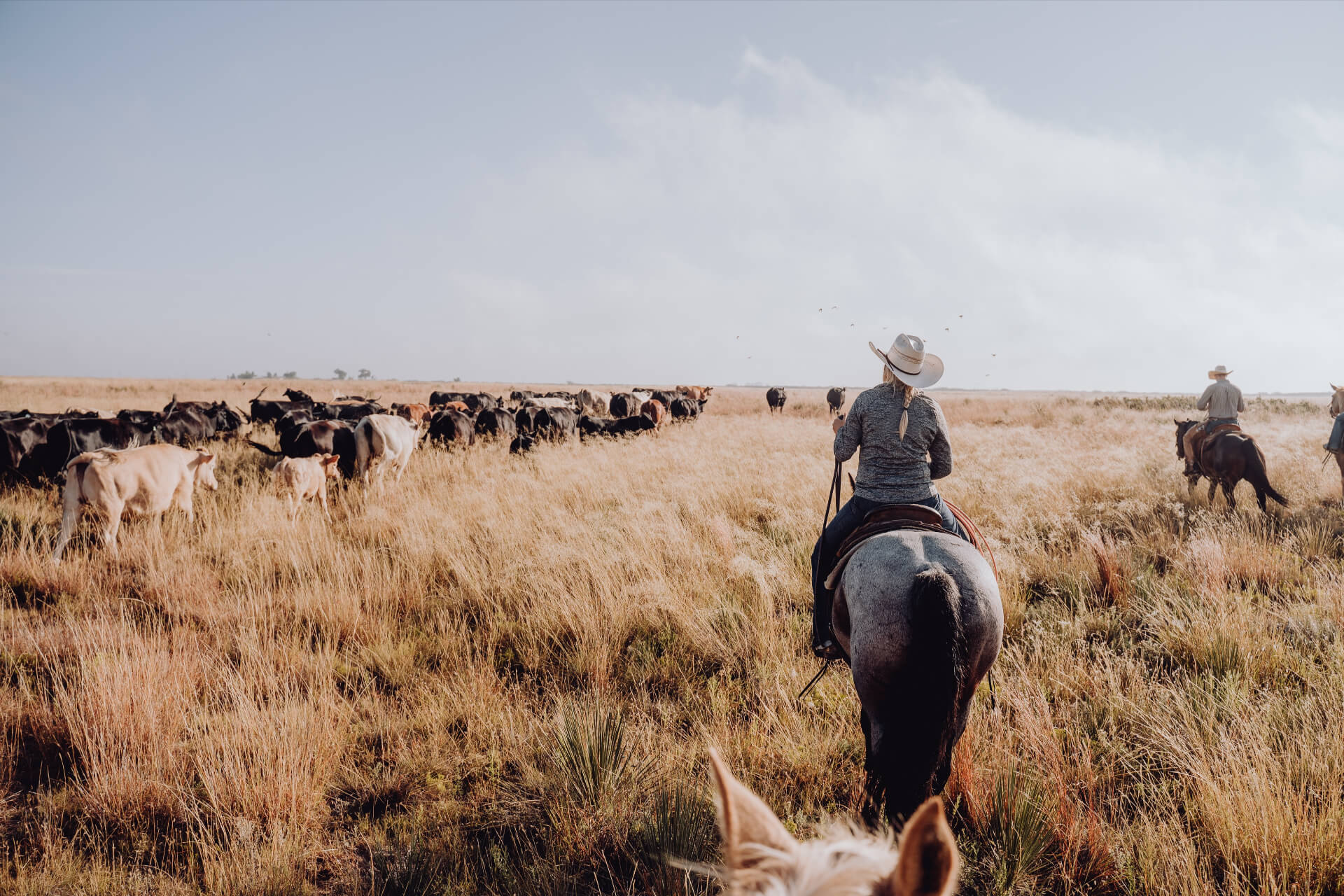 Woman on a cattle drive, riding a horse