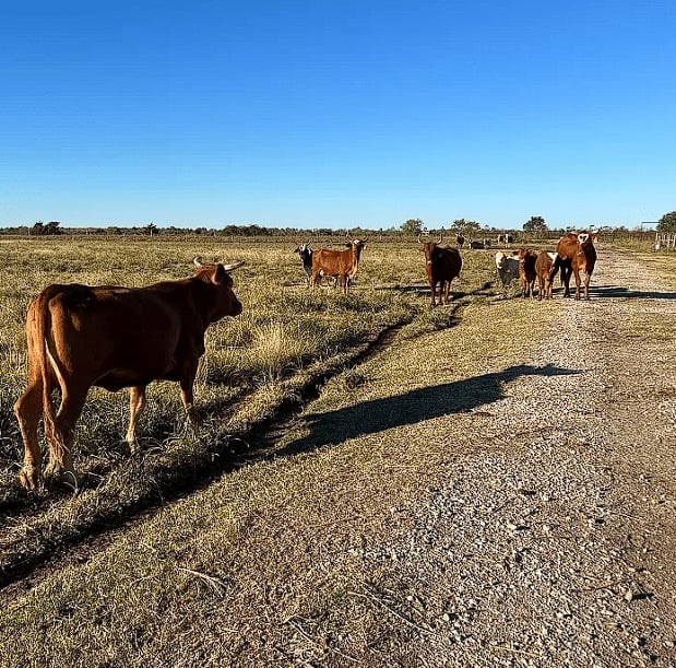 Screenshot-2025-04-09-205748 (How To Start A Farm in Texas: The Complete Guide 2025)
