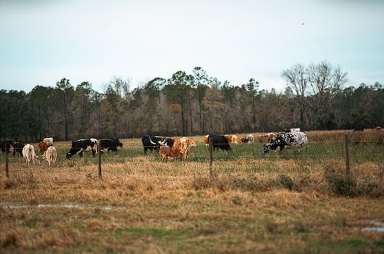 Screenshot-2025-09-08-220736 (A Guide to Unrestricted Land For Sale in Texas)