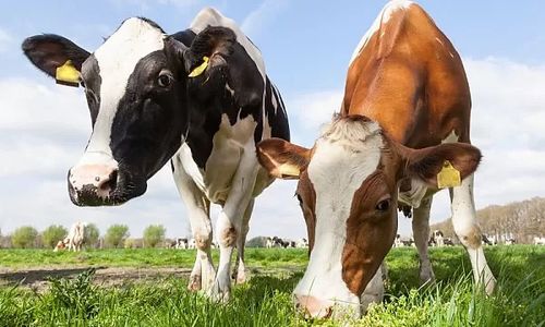 5 Practices to Cool Livestock in Summer He&hellip;