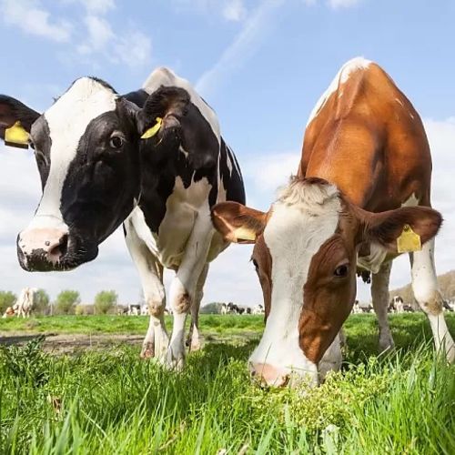 5 Practices to Cool Livestock in Summer Heat