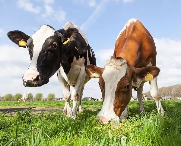 phpThumb_generated_thumbnail-56 (5 Practices to Cool Livestock in Summer Heat)