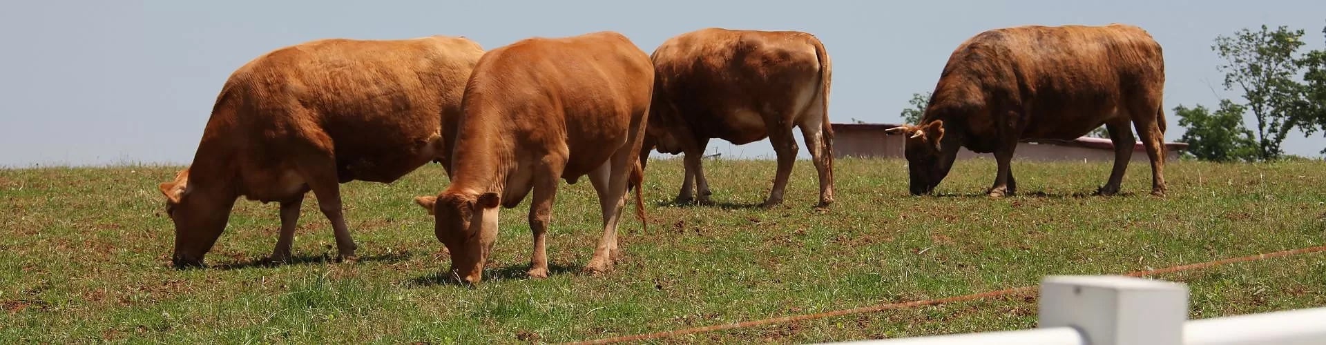 phpThumb_generated_thumbnail-57 (5 Practices to Cool Livestock in Summer Heat)