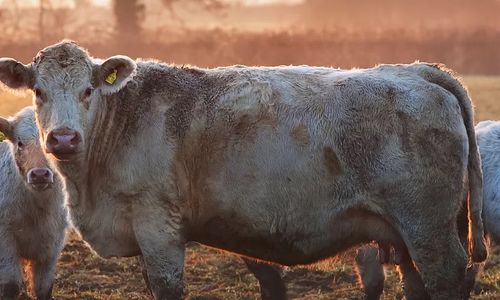 3 Ways to Protect Your Livestock and Ranch&hellip;