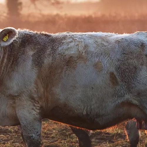 3 Ways to Protect Your Livestock and Ranch This Winter