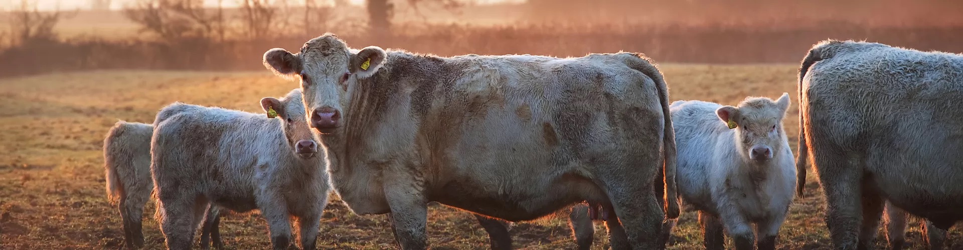 w1920fwebpsrc2Fuploads2Fimages2FNews2F2023_News2FWinter_Hero (3 WAYS TO PROTECT YOUR LIVESTOCK AND RANCH THIS WINTER)