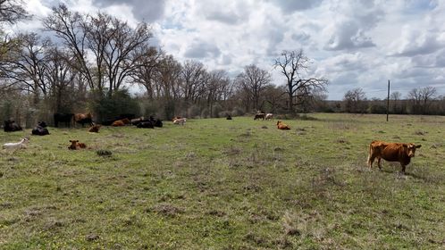 DJI_20260305123137_0010_D