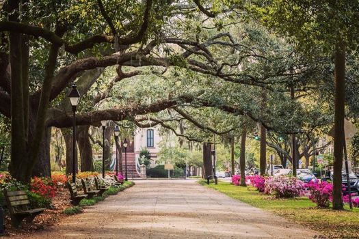 savannah