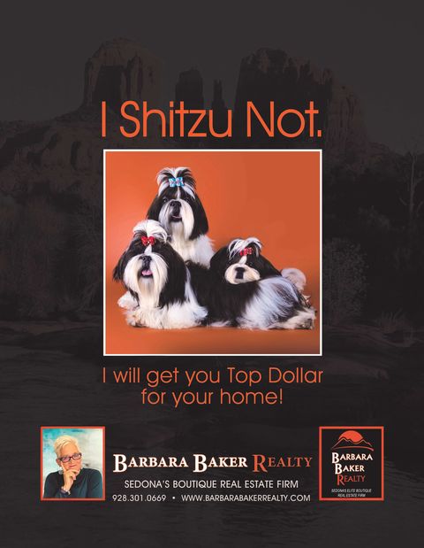 i shitzu not (1) (1)