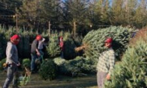 The Trees Are Here!