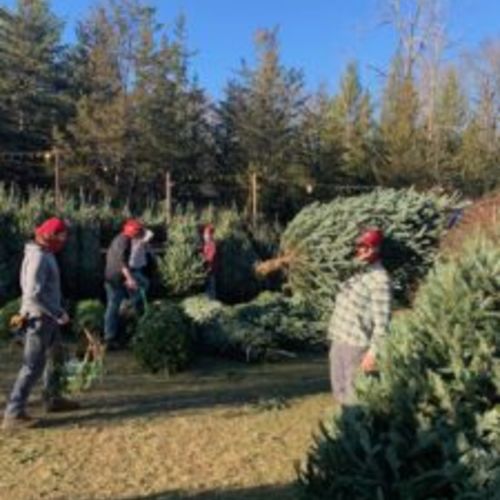 The Trees Are Here!