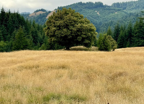 beach-loop-realty-Myrtle(1)