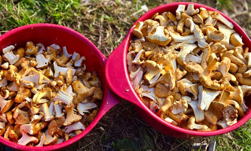 Mushroom Hunting on the Oregon Coast