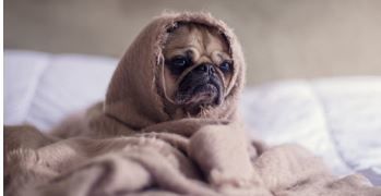 pet-friendly homes farmington