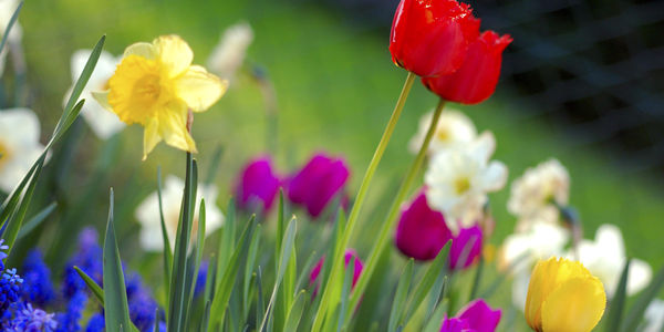 Farmington Hills Spring Real Estate Market