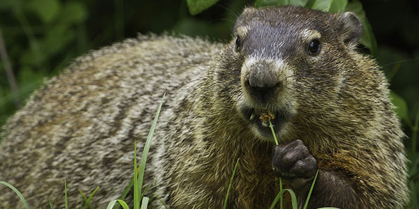 Groundhog Day And Real Estate?