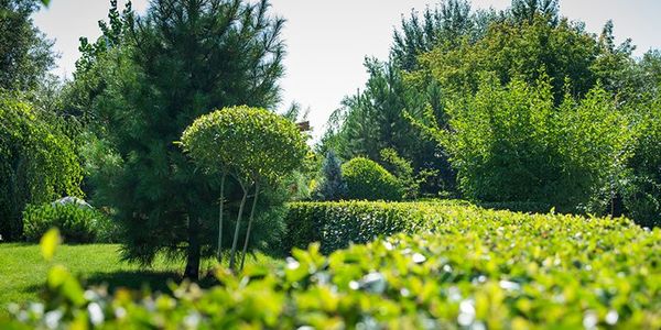 THE NEWEST LANDSCAPING TRENDS OF 2020