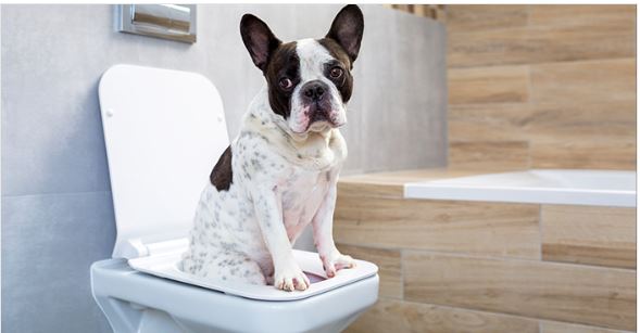 smells-dog-homes-for-sale