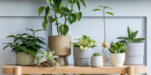 10 Essential Tips For Maintaining Indoor Plants
