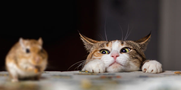 Preventing Pet Pests And Protecting Your Home