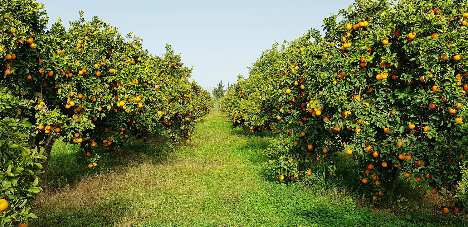 A,Field,Of,Oranges