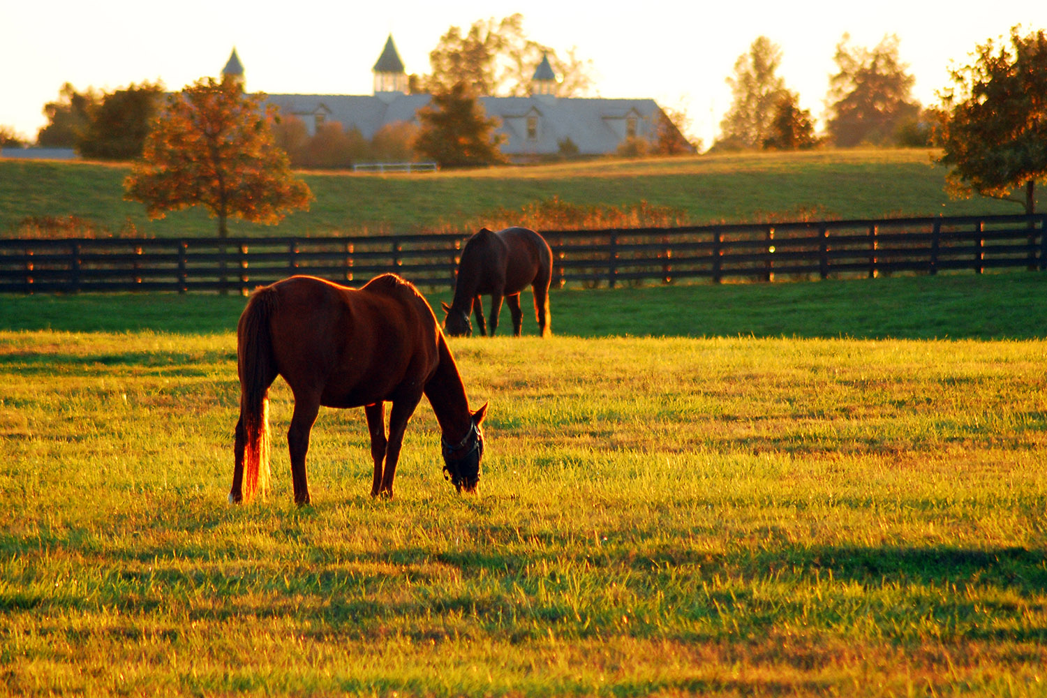 A,Horse,Grazes,In,A,Large,Open,Meadow,On,A