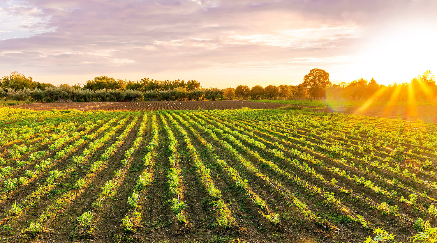 Beautiful,View,In,A,Green,Farm,Field,With,Rows,Of