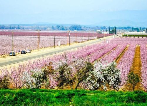 Sanger Ca
