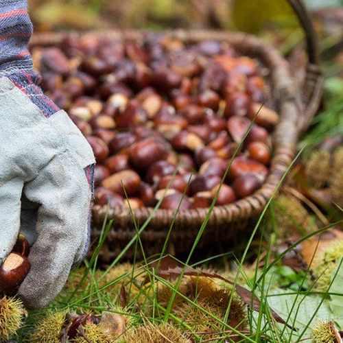 Mindful Food: How to Go Foraging for Plants in Your Backyard