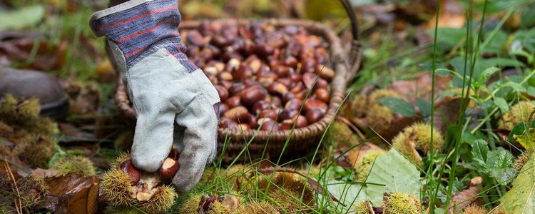 Mindful Food: How to Go Foraging for Plants &hellip;