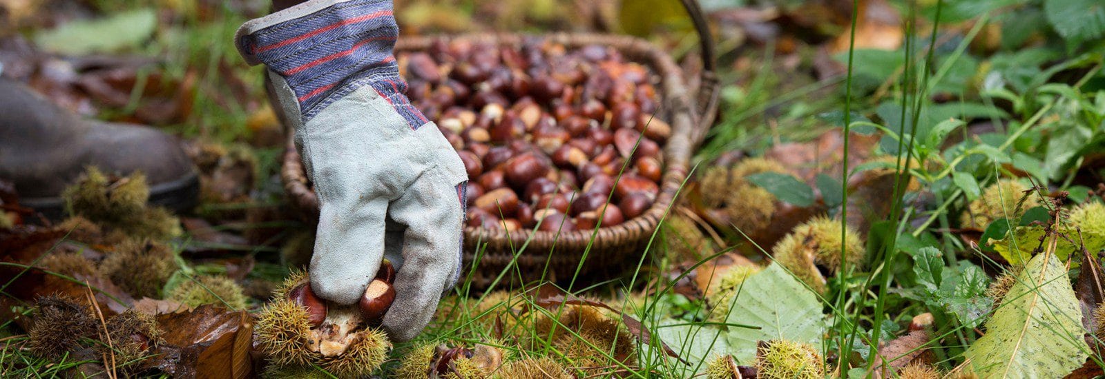 Banner-foraging-chestnuts