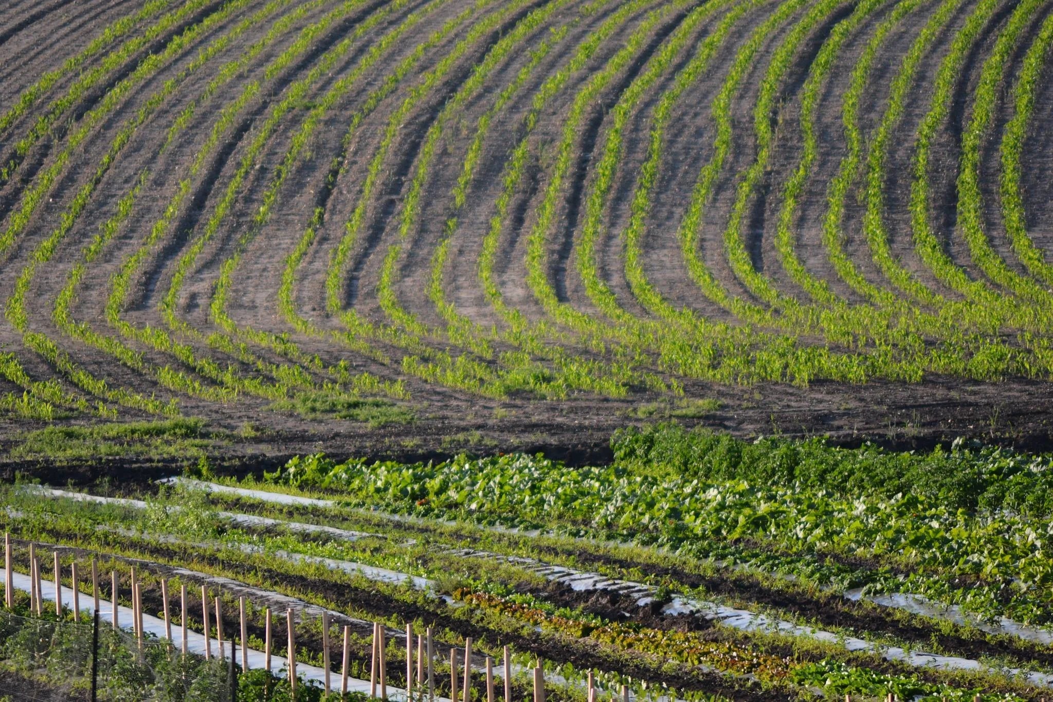 1026232_586653364690137_33087731