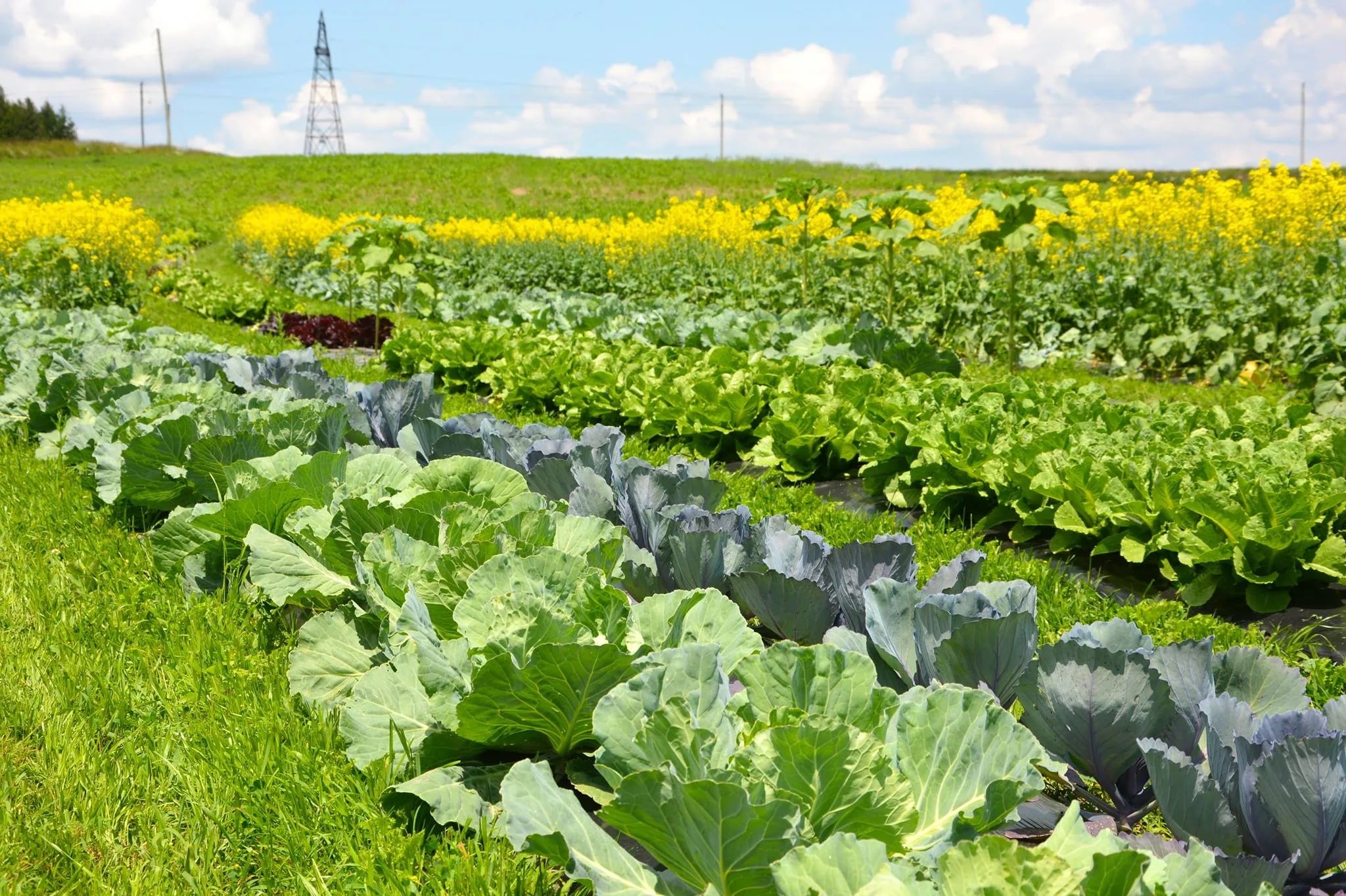 10506831_768076316547840_3004862