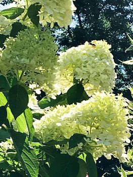 164 Queen Street East (40)