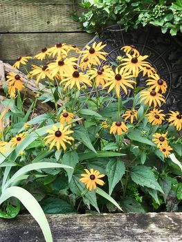 164 Queen Street East (50)