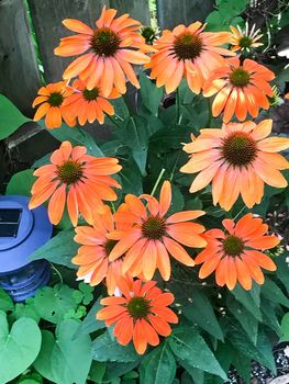 164 Queen Street East (53)