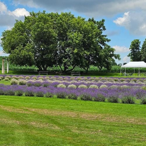 Discovering Deep Purple Lavender Farm: A Hidden Gem in Embro, Ontario