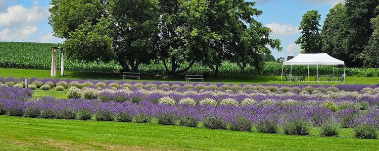 Discovering Deep Purple Lavender Farm: A Hidden Gem &hellip;
