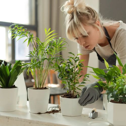 Bringing Nature Indoors: Embracing Biophilia in Home Design