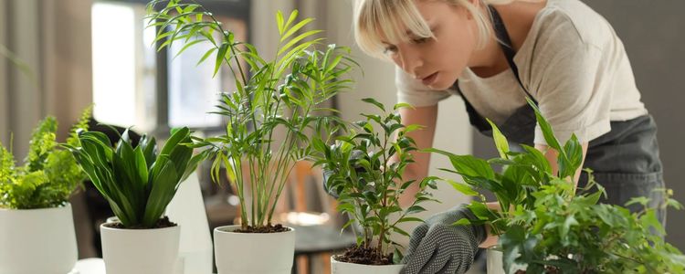 Bringing Nature Indoors: Embracing Biophilia in Home Design