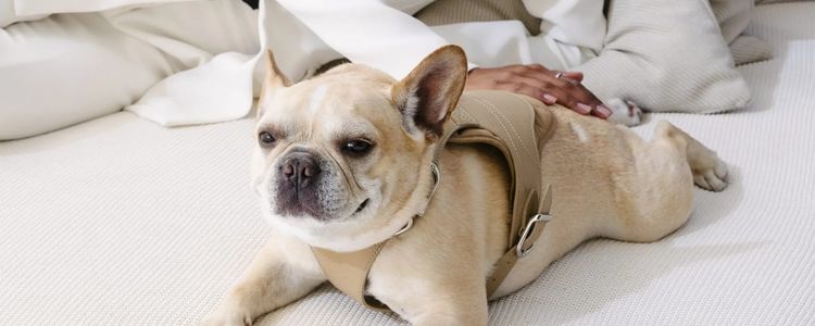 Pet-a-Porter: The Luxury Accessories Your Dog Deserves