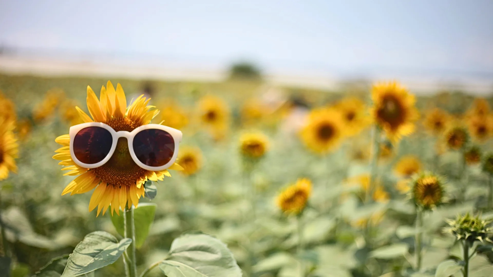Pink-and-White-Palms-Desktop-Wal (2)