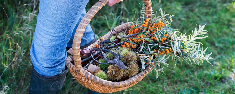 Mindful Food: How to Go Foraging for Plants &hellip;